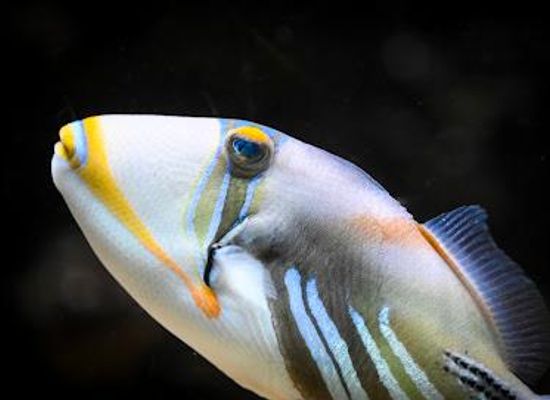 belgium/durbuy/attraction/aquarium-museum-of-liege