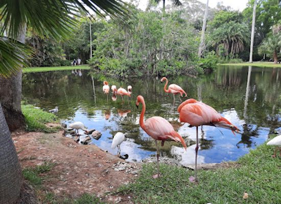 florida/sarasota/attraction/sarasota-jungle-gardens