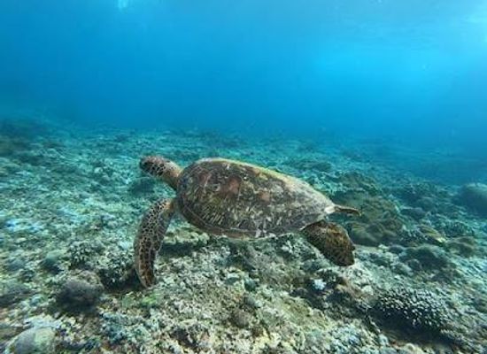 indonesia/bali/attraction/gamat-bay