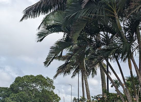 fiji/central-division/attraction/takashi-suzuki-garden