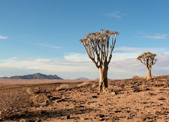 namibia/namib-naukluft-national-park/attraction/quiver-tree-picnic-spot-and-viewpoint