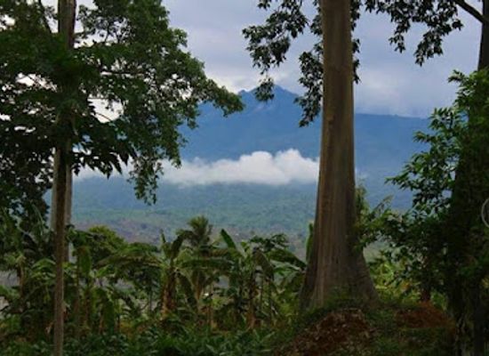 indonesia/west-nusa-tenggara/attraction/big-tree-sambelia