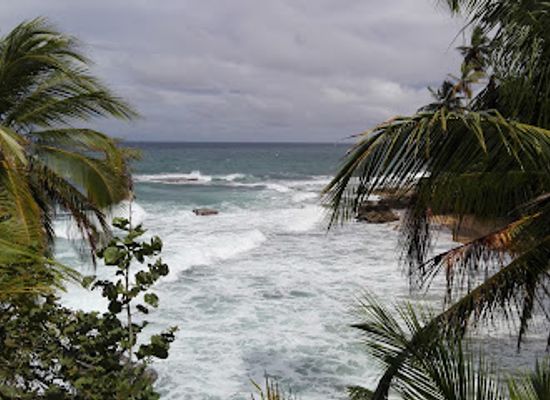 costa-rica/caribbean-coast/attraction/jaguar-rescue-center