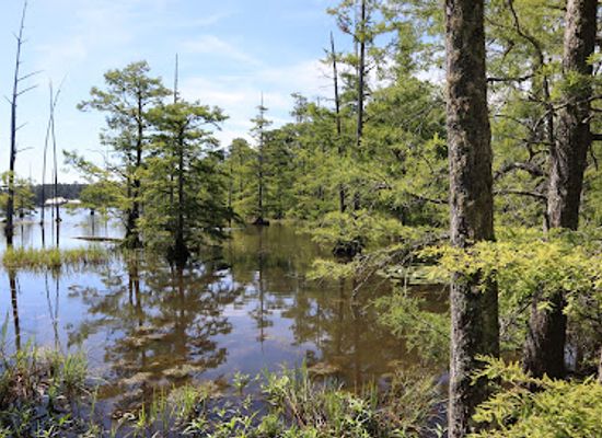 mississippi/the-golden-triangle/attraction/sam-d-hamilton-noxubee-national-wildlife-refuge-admin-building-and-visitor-contact-station