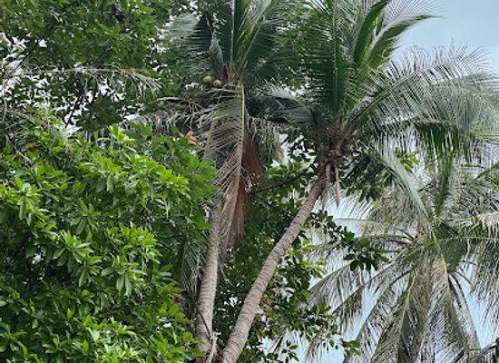 thailand/koh-phangan/attraction/tripple-coconut-tree