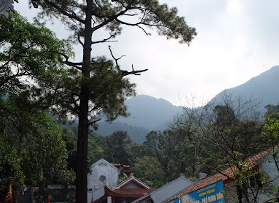 vietnam/tam-dao/attraction/cay-thong-ma-vi