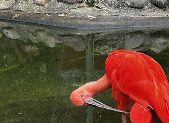 switzerland/zug/attraction/ornithologischer-verein-der-stadt-zug