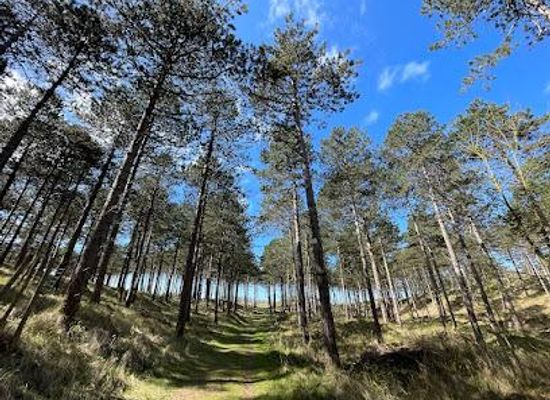 netherlands/zeeland/attraction/forestry-westerschouwen