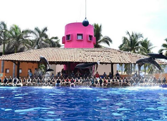 mexico/ixtapa-zihuatanejo/attraction/delfiniti-of-mexico