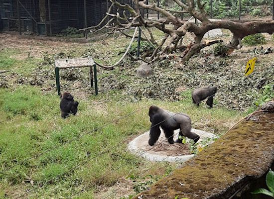 cameroon/forest-region/attraction/limbe-wildlife-centre