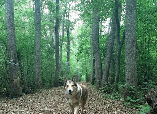 estonia/saaremaa/attraction/kudjape-upa-terviserada
