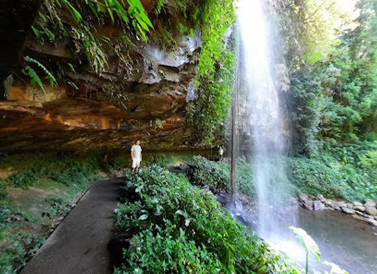 australia/mid-north-coast/attraction/dorrigo-national-park