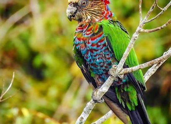 saint-lucia/dauphin/attraction/canaries