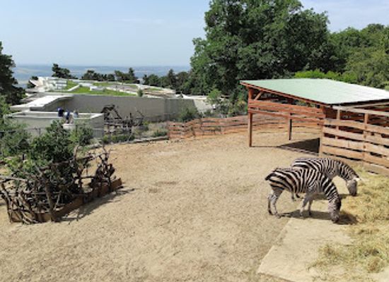hungary/pecs/attraction/pecs-zoo