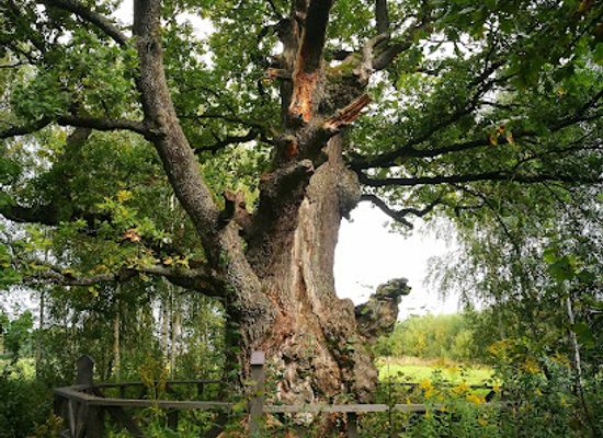 lithuania/kaunas-region/attraction/karveliai-oak