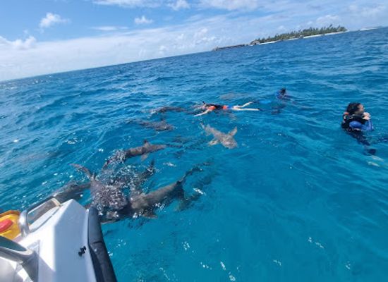 maldives/vaavu-atoll/attraction/fulidhoo-shark-point
