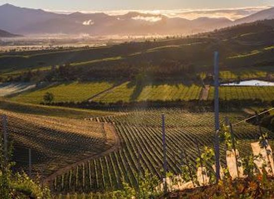 chile/valparaiso-region/attraction/kingston-family-vineyards