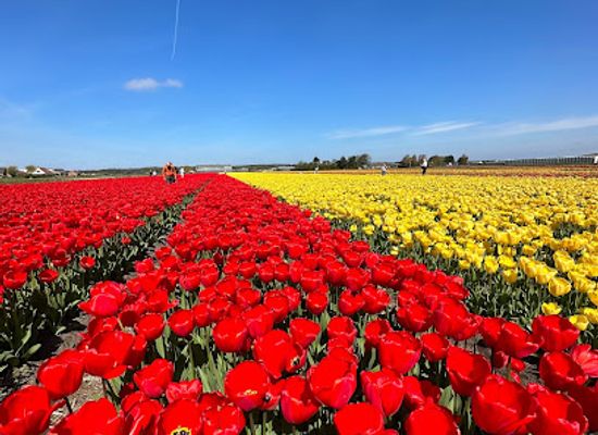 netherlands/bollenstreek/attraction/panorama-gooweg