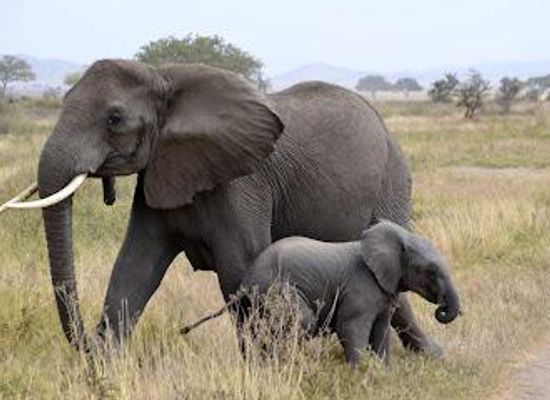 tanzania/arusha/attraction/emmaventure-safaris
