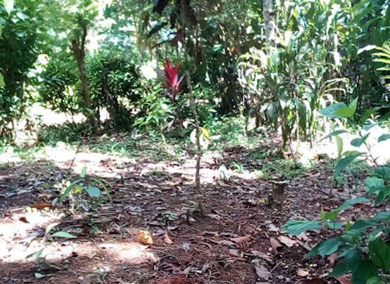 papua-new-guinea/madang/attraction/larrybutterflyconservation-reserve