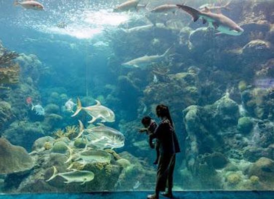 florida/tampa/attraction/the-florida-aquarium