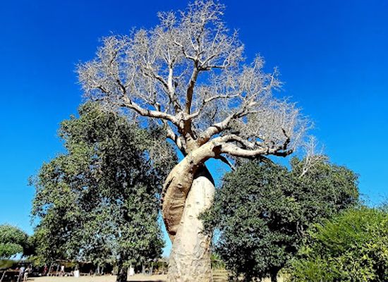 madagascar/melaky/attraction/baobab-amoureux