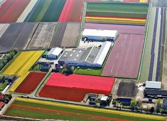 netherlands/bollenstreek/attraction/ruigrok-flowerbulbs