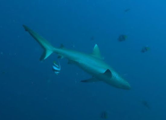 maldives/ari-atoll/attraction/shark-point