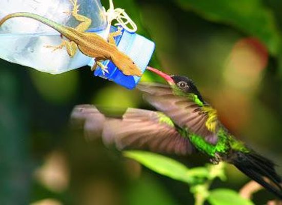 jamaica/negril/attraction/rocklands-bird-sanctuary-montego-bay