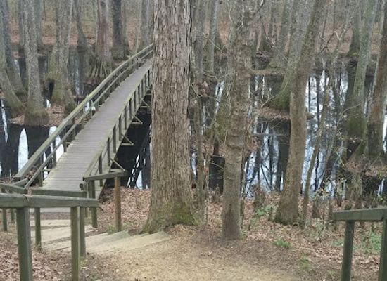 mississippi/the-jackson-prairie/attraction/cypress-swamp