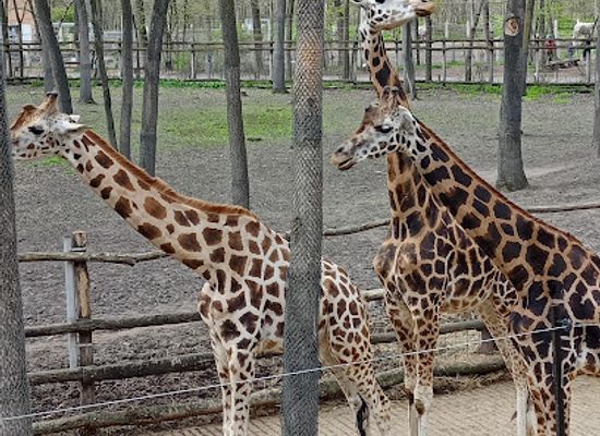 hungary/szeged/attraction/szeged-zoo