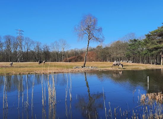netherlands/veluwe/attraction/burgers-zoo