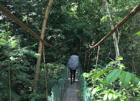 malaysia/taman-negara-national-park/attraction/taman-negara-sungai-relau