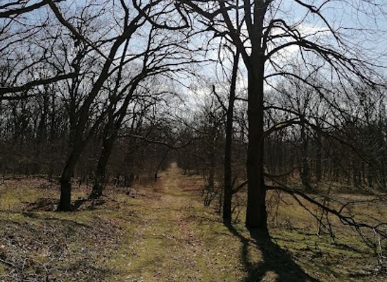hungary/southern-great-plain/attraction/pusztavacsi-parkerdo