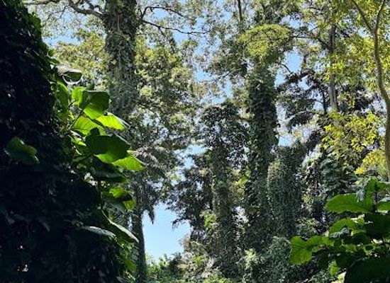 uganda/kampala/attraction/entebbe-botanical-garden