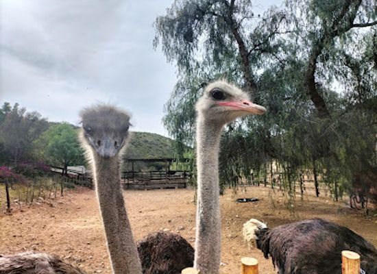 south-africa/western-cape/attraction/cango-ostrich-farm