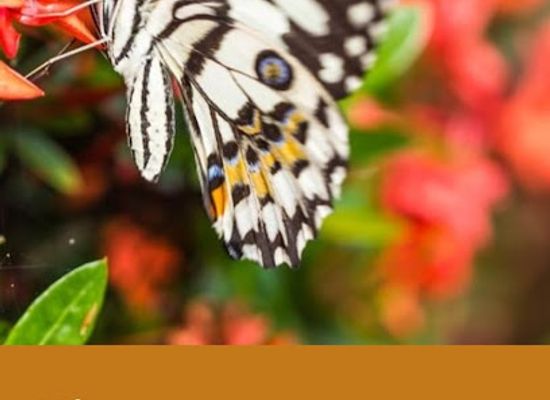 tanzania/zanzibar-island/attraction/mangrove-butterfly-spice-garden-jozani-zanzibar