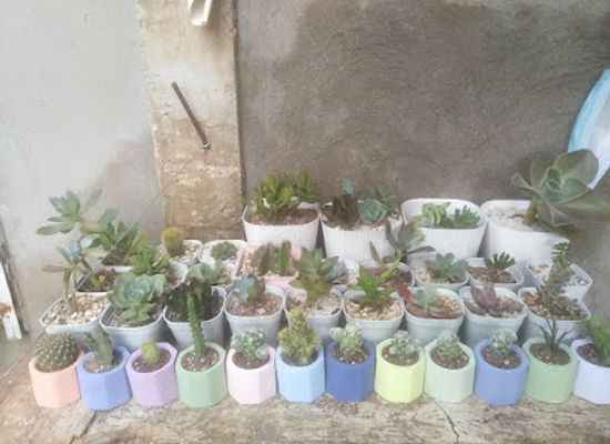 philippines/panglao-island/attraction/jez-aquapet-n-cns-garden