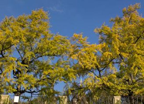 portugal/serra-da-lousa/attraction/jardim-botanico-da-universidade-de-coimbra