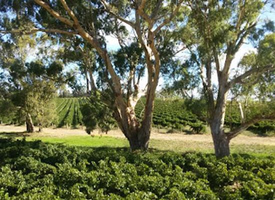 australia/barossa-valley/attraction/hemera-estate