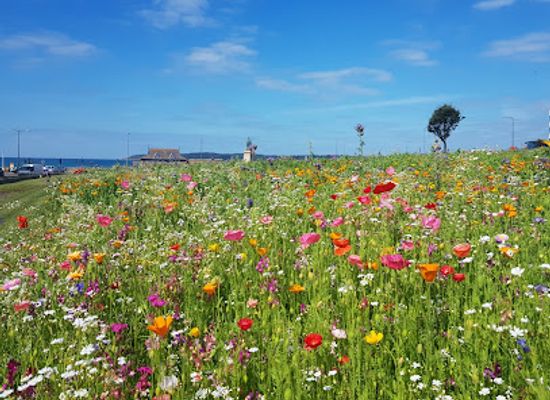 jersey/saint-saviour/attraction/victoria-park