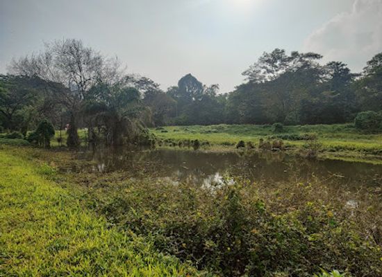singapore/holland-village/attraction/portsdown-swamp