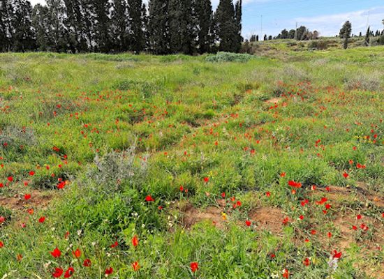 israel/hadera/attraction/shemorat-hatzvainim