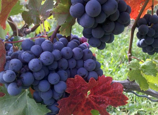 michigan/st-joseph/attraction/white-pine-winery-tasting-room