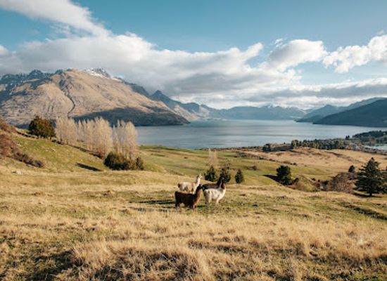new-zealand/queenstown/attraction/deer-park-heights-queenstown