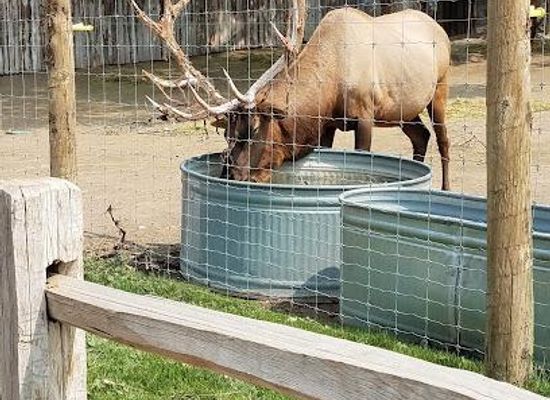 idaho/pocatello/attraction/zoo-idaho