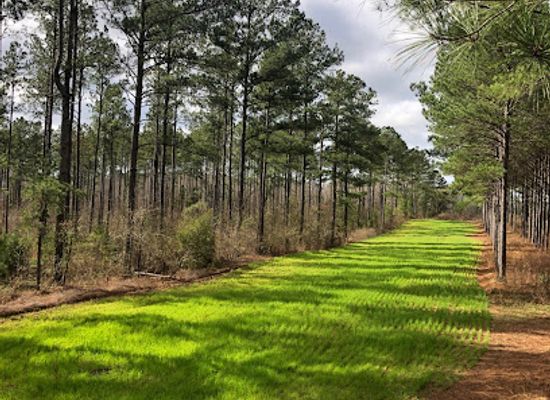 alabama/piney-woods/attraction/piney-woods-hunting-lodge-in-eufaula-alabama