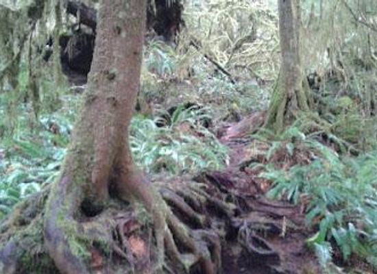 washington/kitsap-peninsula/attraction/cheryl-s-northwest-tours-llc