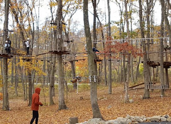 connecticut/southeastern-connecticut/attraction/treetrails-adventures-mystic