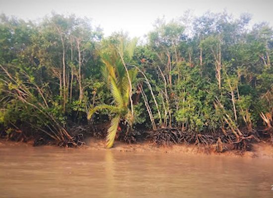 bangladesh/sundarbans/attraction/sundarban-national-forest